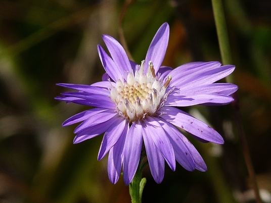 {Symphyotrichum concolor}